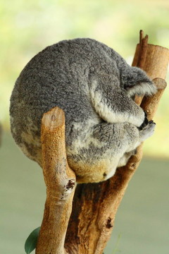Koala在澳大利亞