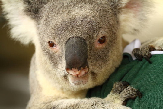 Koala在澳大利亞
