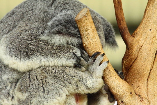 Koala在澳大利亞