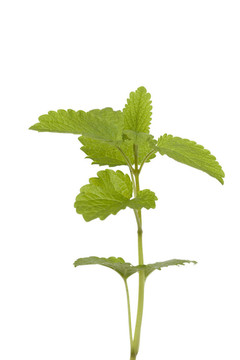 檸檬香蜂草