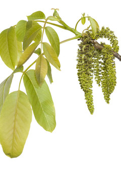 核桃開花
