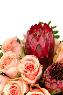 粉薔薇