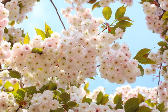 藍(lán)色天空中的櫻花
