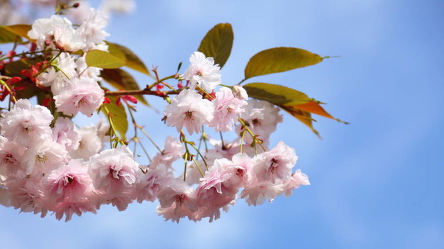 藍(lán)色天空中的櫻花
