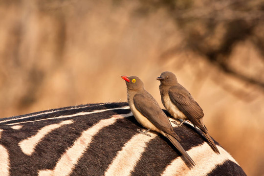 兩redbilled oxpeckers