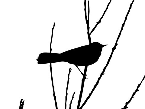 畫(huà)鳥(niǎo)在樹(shù)枝上