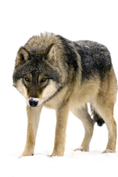 Gray wolf（Canis lupus）分離