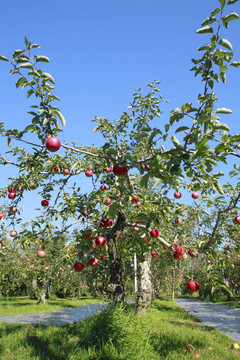 蘋(píng)果樹(shù)上的紅蘋(píng)果