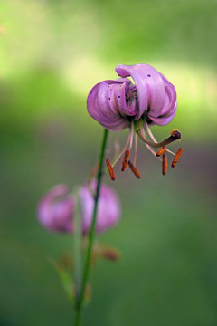 野百合花