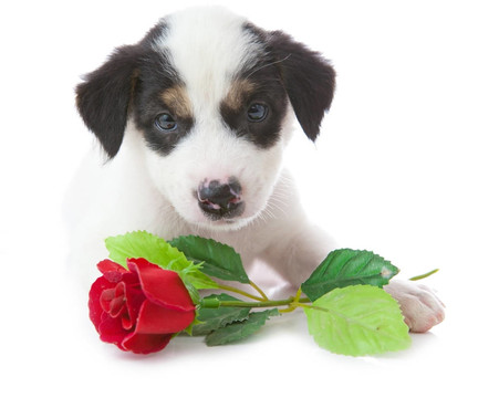 小狗和玫瑰