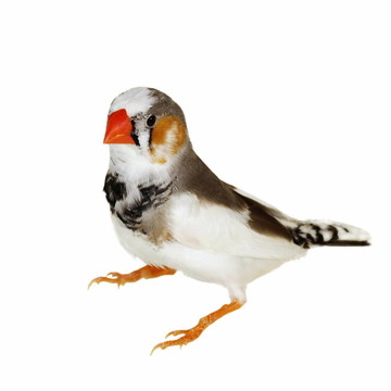 斑馬Finch