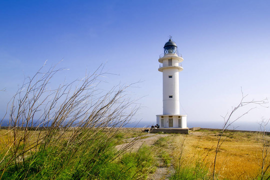 野蠻berberia角燈塔福門特拉島草甸