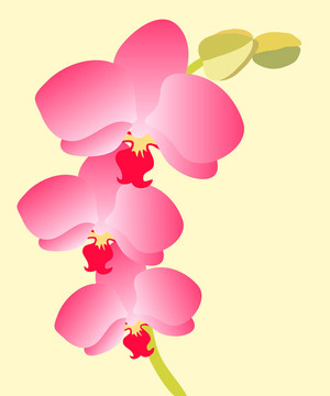 粉紅色的蘭花
