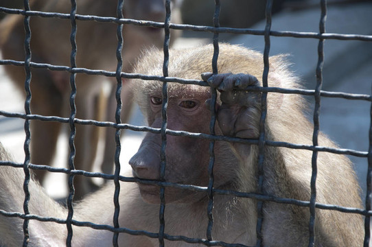 monkey_2