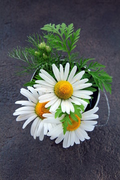 在一桶雛菊花束