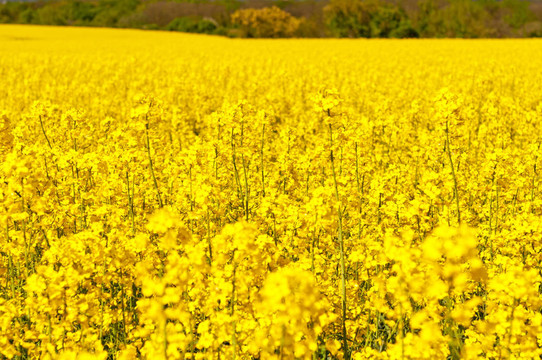 Oilseed Rapes的照片
