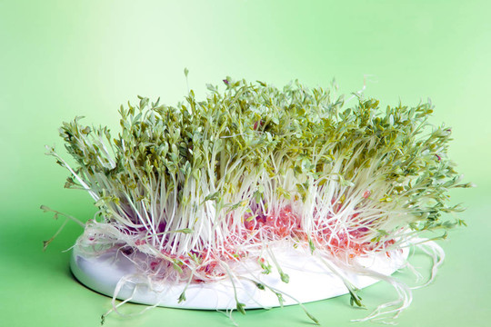 花園水芹