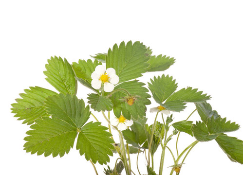 Strawberry flower和葉