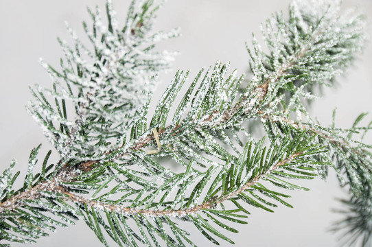 冷杉和人造雪的刺