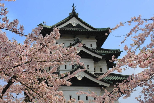 樱花和日本城堡