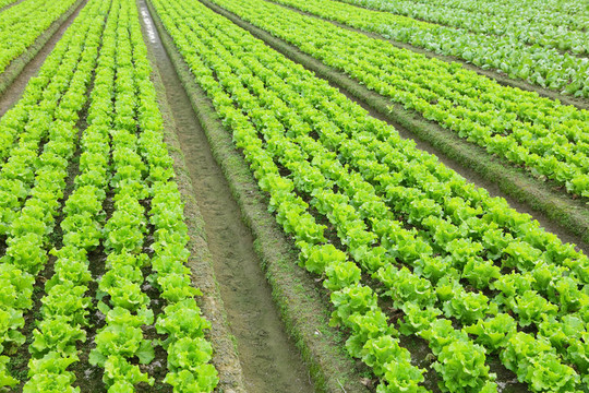 田間生菜植物