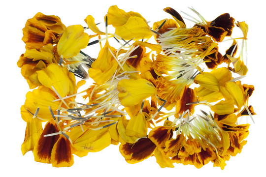 法國(guó)萬(wàn)壽菊的花瓣