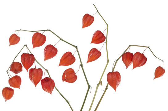 紅心集