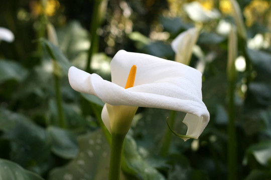 Calla lily在花園里