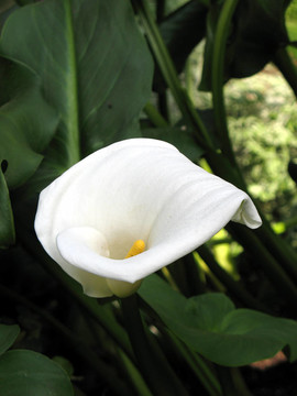 Calla lily在花園里