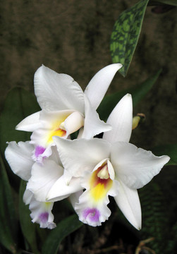 花園里的蘭花