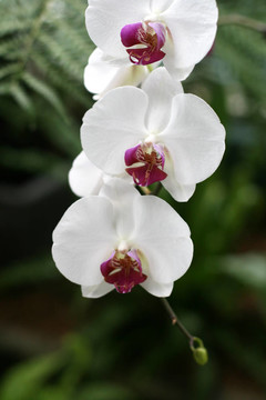 花園里的蘭花