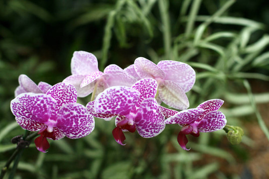 花園里的蘭花
