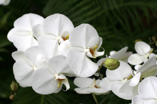 花園里的蘭花