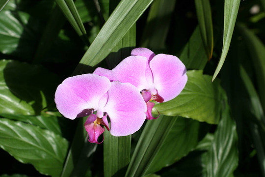 花園里的蘭花