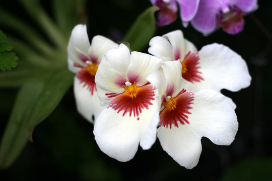 花園里的蘭花