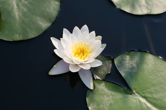 水百合