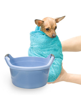 犬水療浴