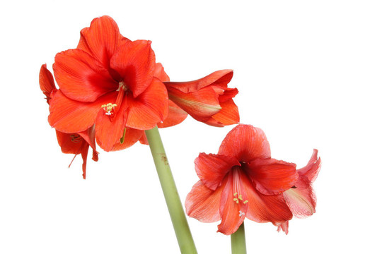 朱頂紅的花