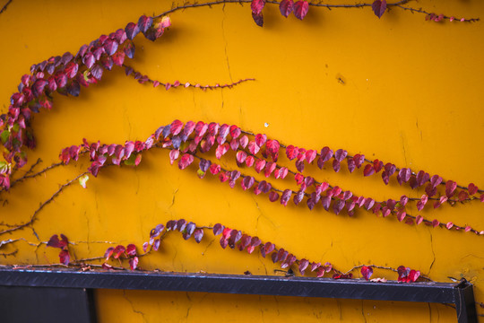 紅色爬山虎