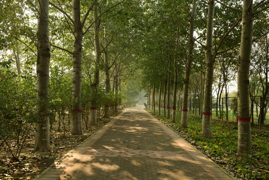 林蔭道