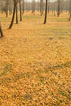 落葉 樹(shù)干