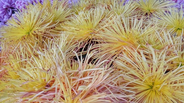 菊花