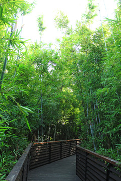 竹林小路
