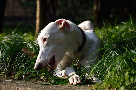 格力犬