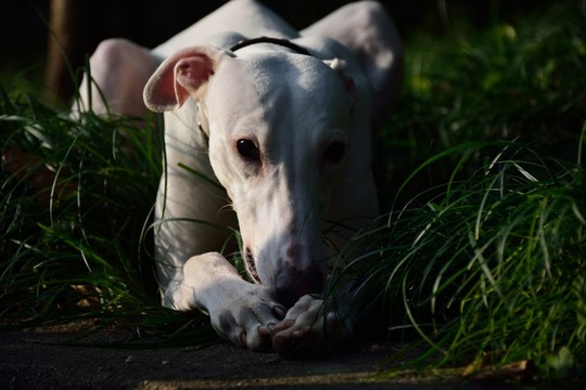 靈緹犬