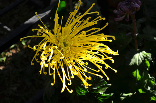 菊花
