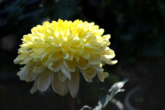 菊花