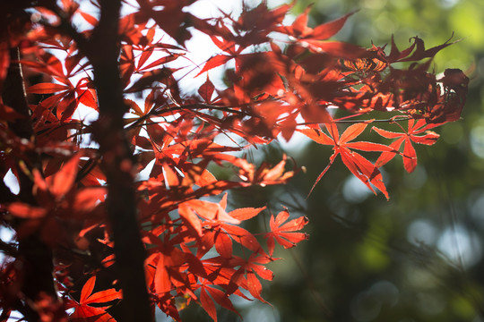 紅葉楓葉素材