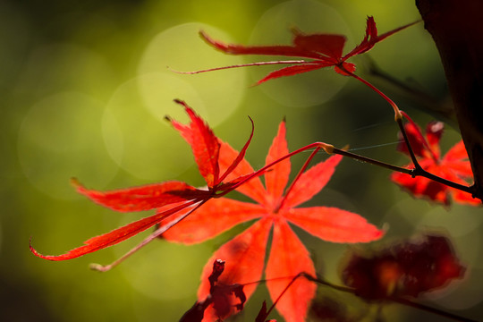紅葉楓葉素材