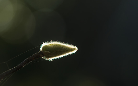 逆光玉蘭花蕾